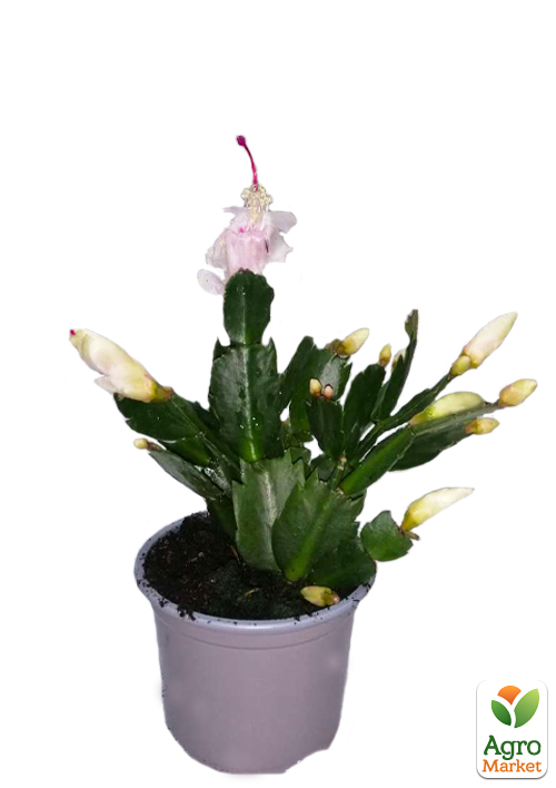 Шлюмбергера "Album" (Декабрист, рождественник, зигокактус) - фото 5