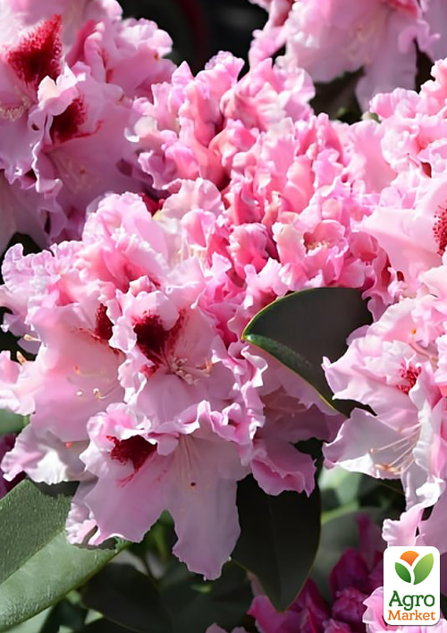 Рододендрон гибридный вечнозеленый "Krolowa Jadwiga"