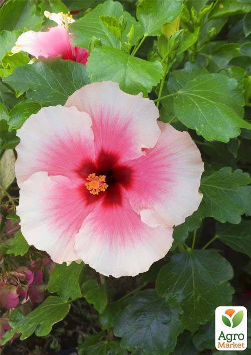 Гибискус комнатный "Grace 3"  - фото 5