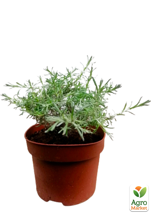 Мини-карри (Helichrysum italicum Aladin) - фото 5