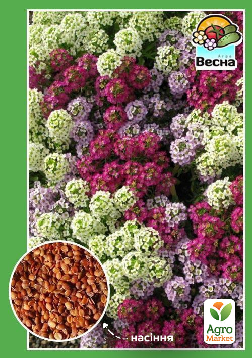 Аліссум суміш ТМ "Весна"  0.1г