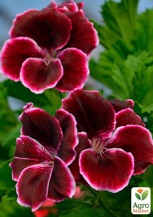 Пеларгония Королевская Novita Classic "Plum" - фото 3