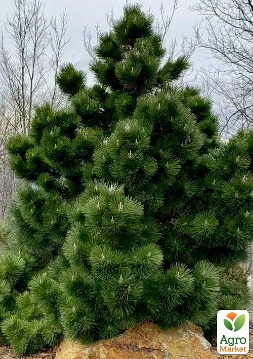 Сосна черная "Rondello" (ком/сетка), высота 140-160см