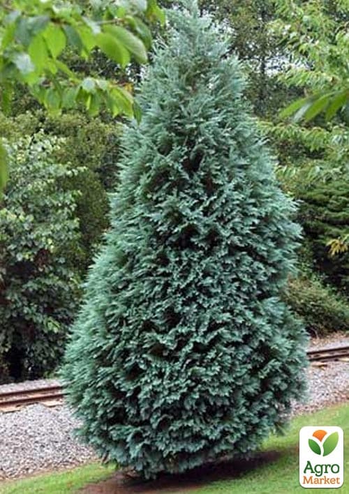 Кипарисовик Лавсона "Alumi" С3, высота 20-30см - фото 3