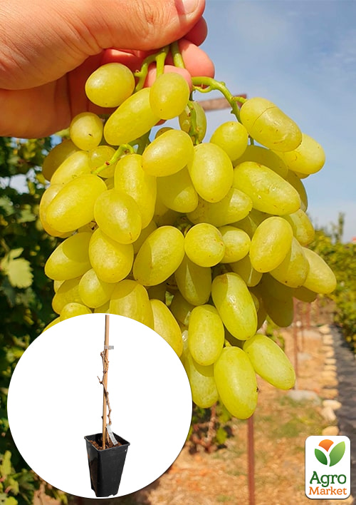 Виноград кишмиш "Джавелин" (укорененный саженец в контейнере)
