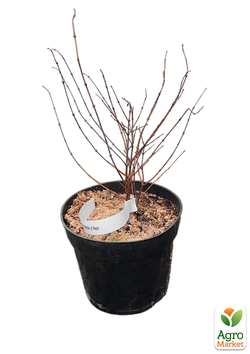 Снежноягодник Доренбоза "Mother of Pearl", С3 - фото 2