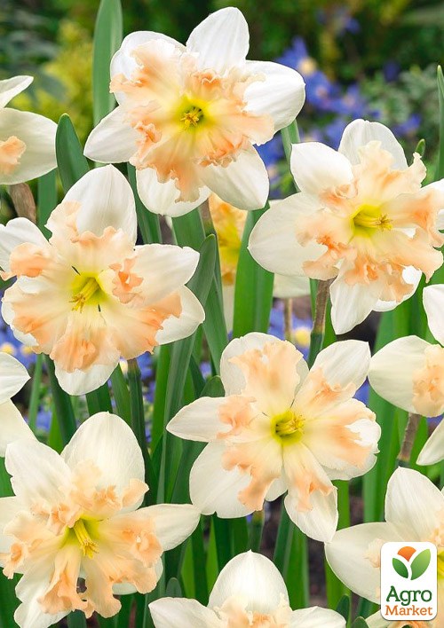 Нарцис "Palmares" - фото 2