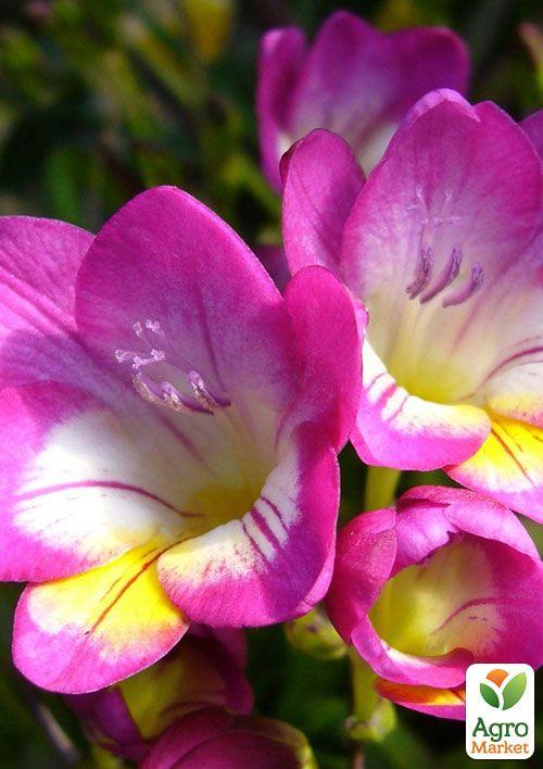 Фрезія проста "Rose" 5шт в упаковці