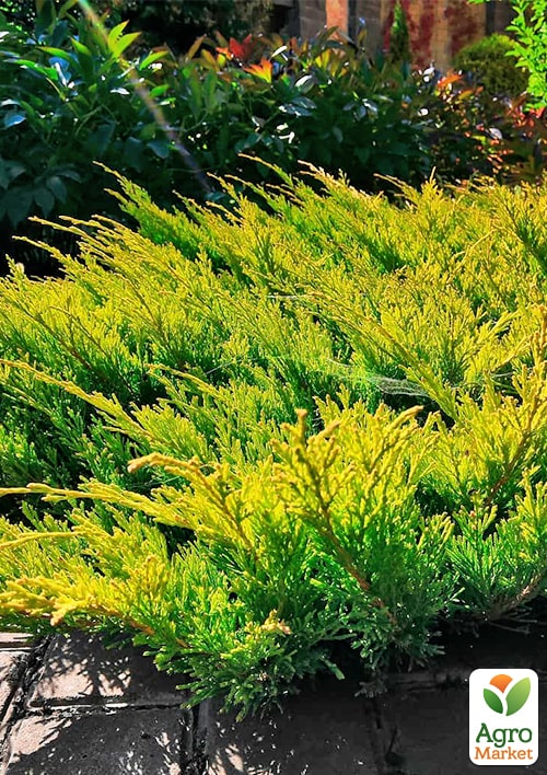 Можжевельник горизонтальный "Limeglow" С3, диаметр 15-20см - фото 3