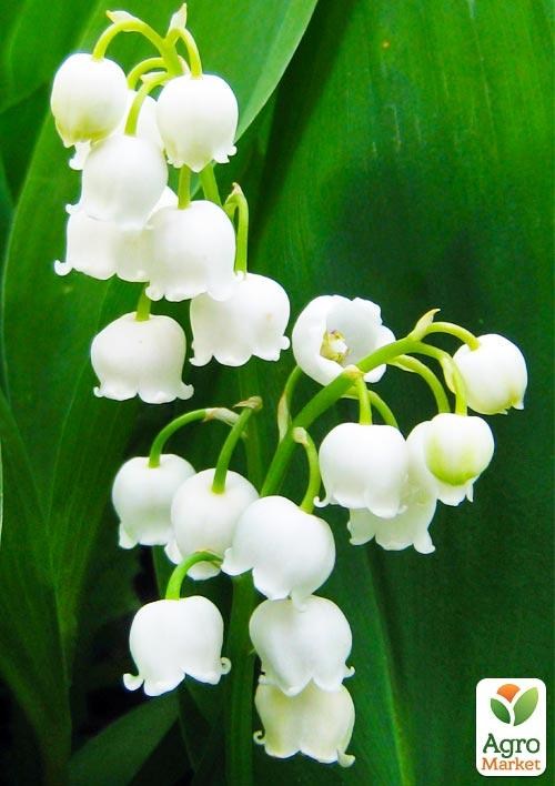 Конвалія Кейске - Convallaria keiskei