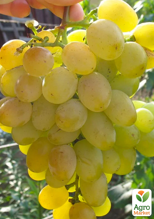 Виноград "Восторг" (дуже ранній термін дозрівання, стійкий до хвороб і морозу) - фото 4