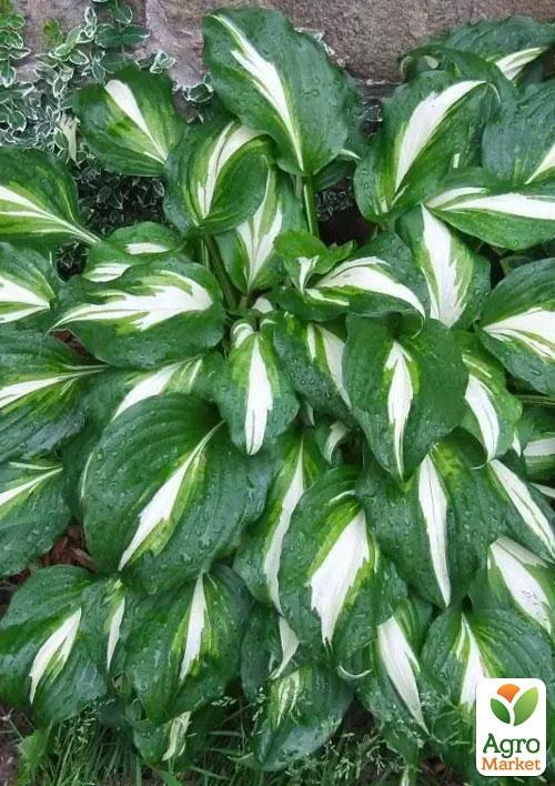 Хоста "Undulata Univittata" 