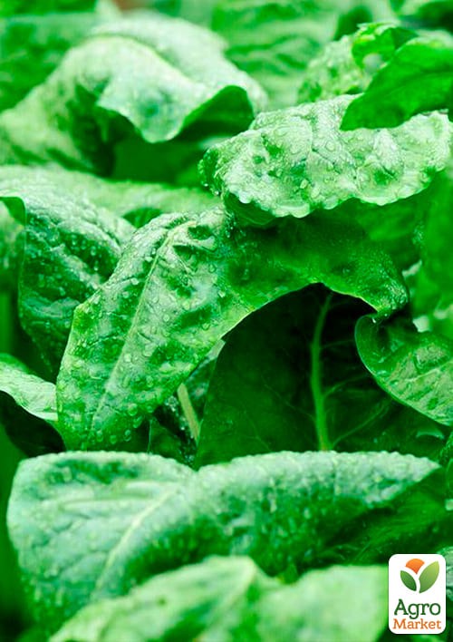 На развес Шпинат "Гигантский" ТМ "Весна" цена за 7г - фото 2