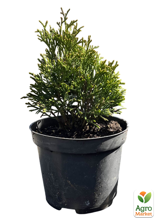 Туя западная "Tip Top" С2, высота 20-25см - фото 2