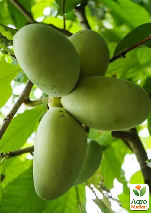 Азіміна щеплена "Mango" C1.5, висота 35-60см