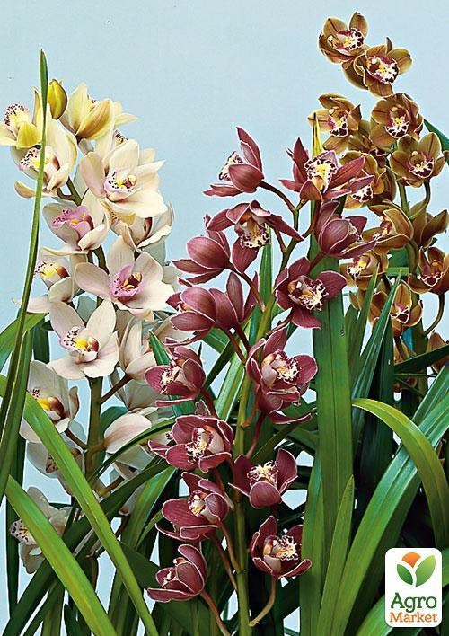 Цимбідіум мікс "Cymbidium mixed" дм. 14 см вис. 65 см