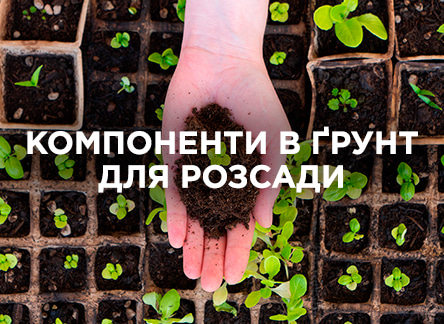 Що додати в ґрунт розсади для поліпшення росту та якості?