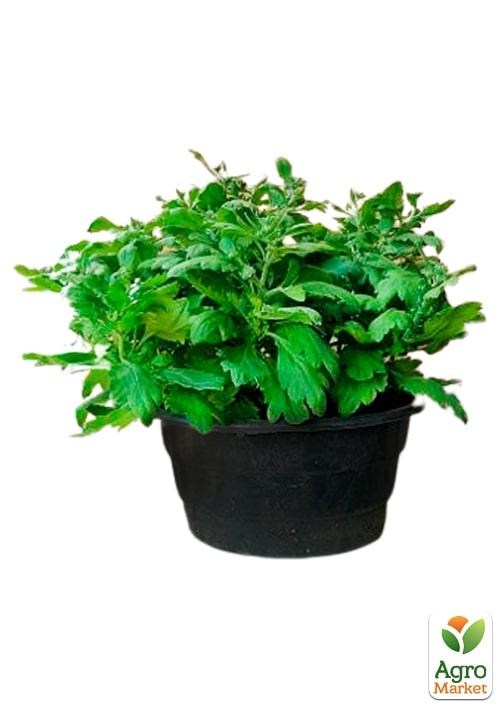 Хризантема Садовая "Verano Jay" (высота 30-50см) - фото 2