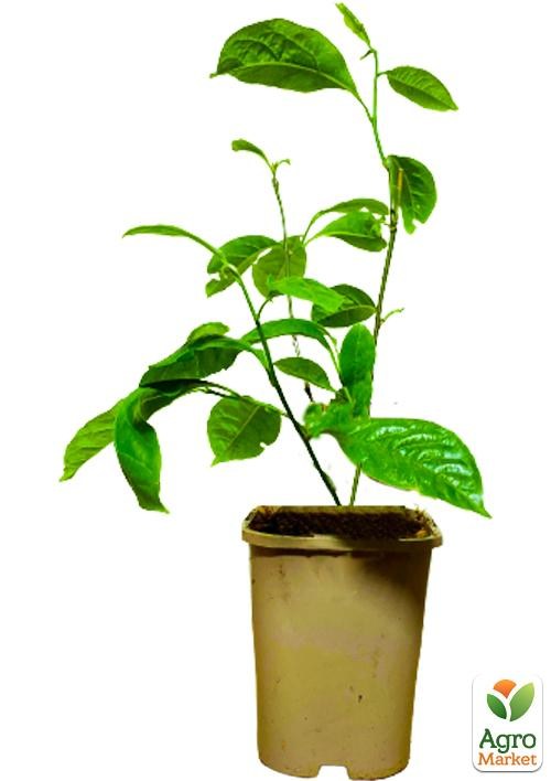 Магнолія 3-х річна стеллата "Rosea" (висота 40-50см) - фото 4