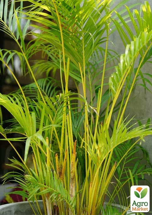 LMTD Пальма Дипсис "Dypsis lutescens" высота 40-50см - фото 6