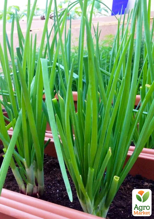 Цибуля-сіянка 21шт (арбажейка) на зелень "Чиполіно" (Україна)