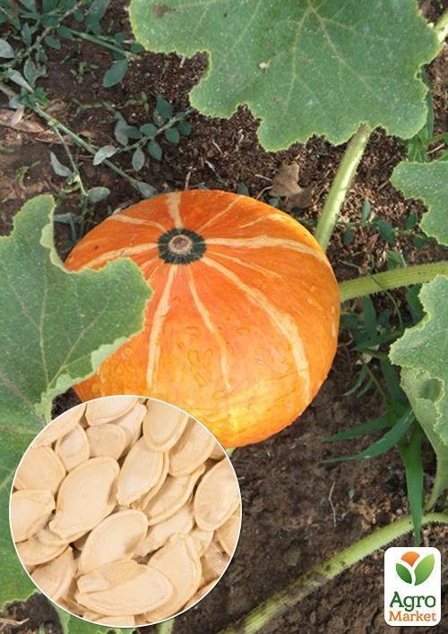 На развес Тыква "Колобок" ТМ "Весна" цена за 15г