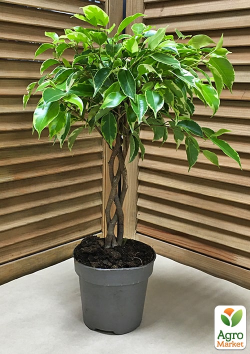 LMTD Фикус Бенджамина "Kumani" переплетенный ствол (высота 35-45см) - фото 5