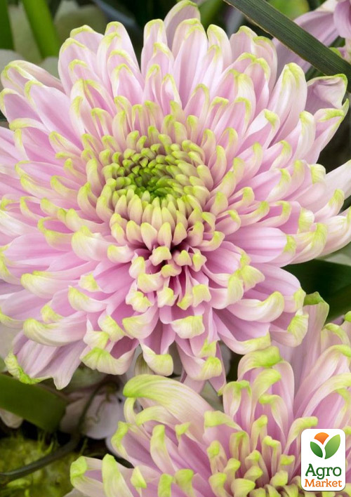 Хризантема крупноцветковая "Woodstok Pink" (вазон С3)