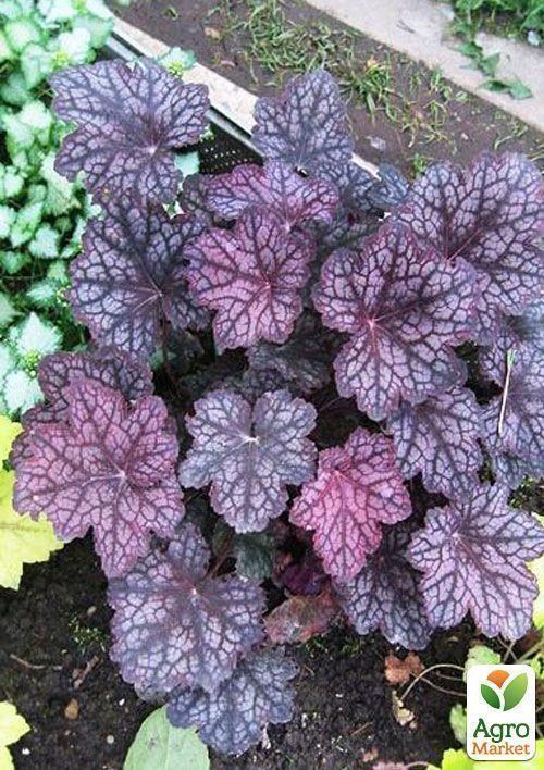 Гейхера (Heuchera) "Velvet Night" 1 шт
