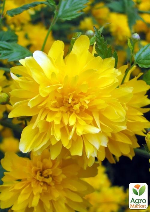 Керрия японская "Пленифлора" 