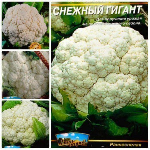 Комплект семян капусты "Ранние плоды" 5уп