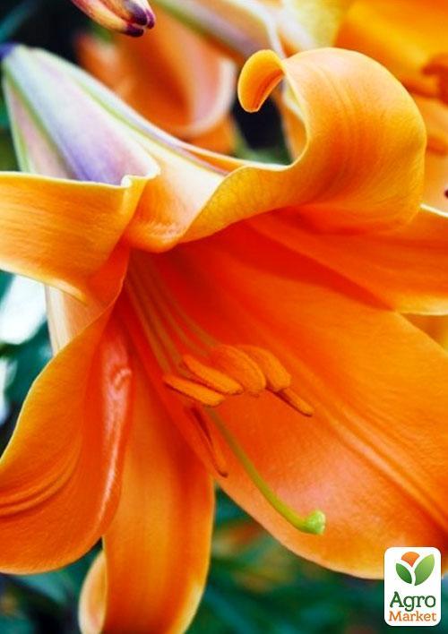 Лилия Трубчатая "African Queen" 