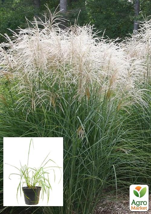 Міскантус китайський "Graziella" вазон С2