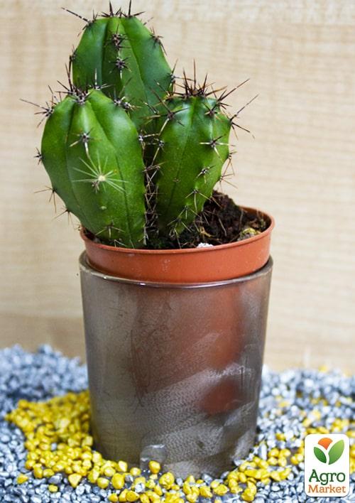 Кактус "Эхиноцереус" (Echinocereus berlandierii) (Нидерланды)
