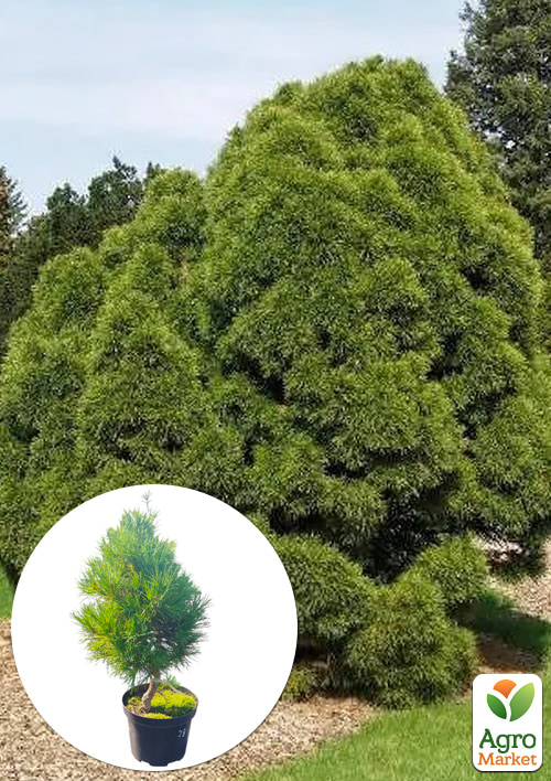 Сосна обычная "Globosa Viridis" С7.5, высота 45-55см