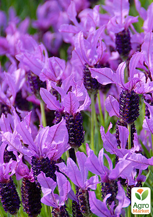 Лаванда французская широколистная "Dark Royalty" 