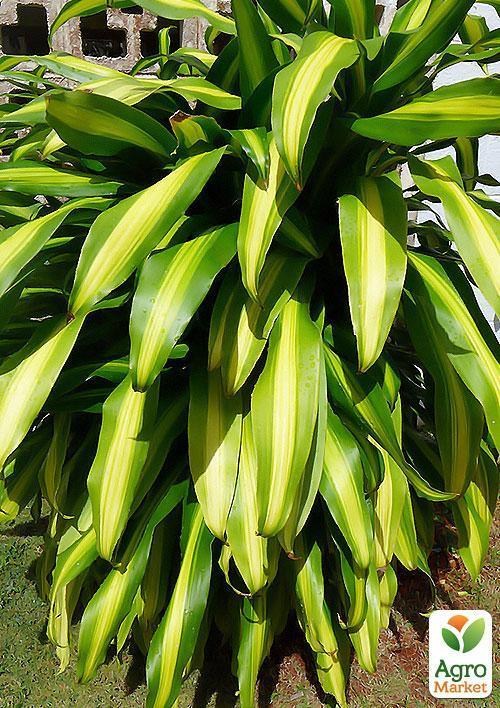 Драцена Массаджена "Dracaena frag. Massangeana" дм 27 см выс. 135 см