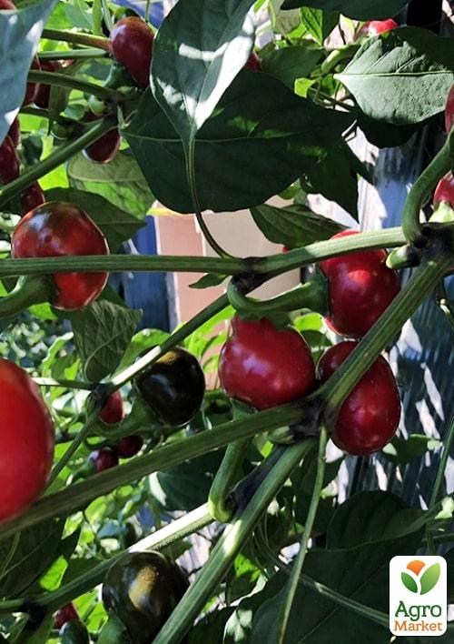 Перец острый "Глобус F1" ТМ "Lark Seeds" 500шт