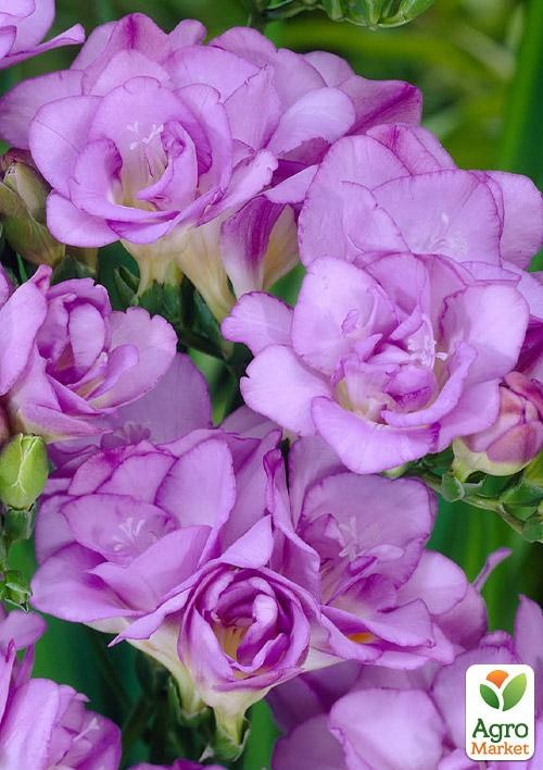 Фрезия махровая "Violet" 5шт в упаковке