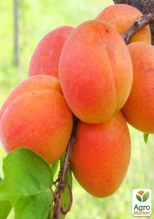 Абрикос "Петропавлівський" (літній сорт, пізній термін дозрівання) - фото 6