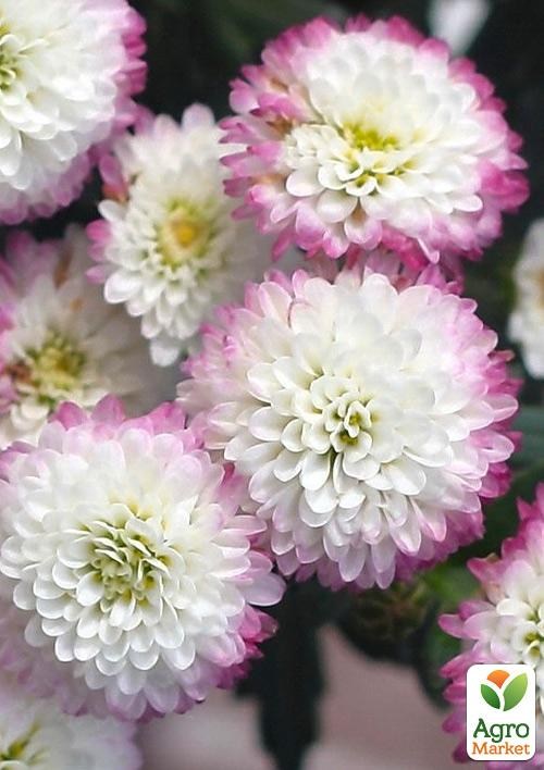 Хризантема Садовая "White With Pink Edge" (высота 30-50см) - фото 2
