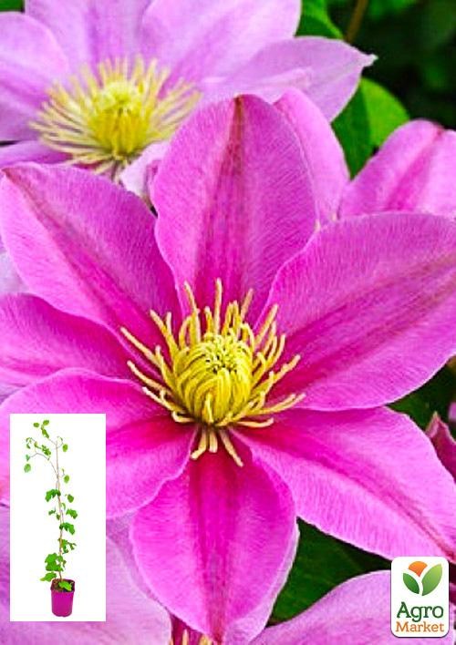 Клематис 3-х річний "Pink Beauty" С2