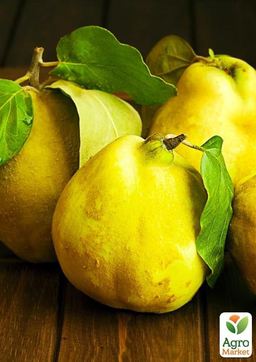 Уценка!!! Айва в ассортименте