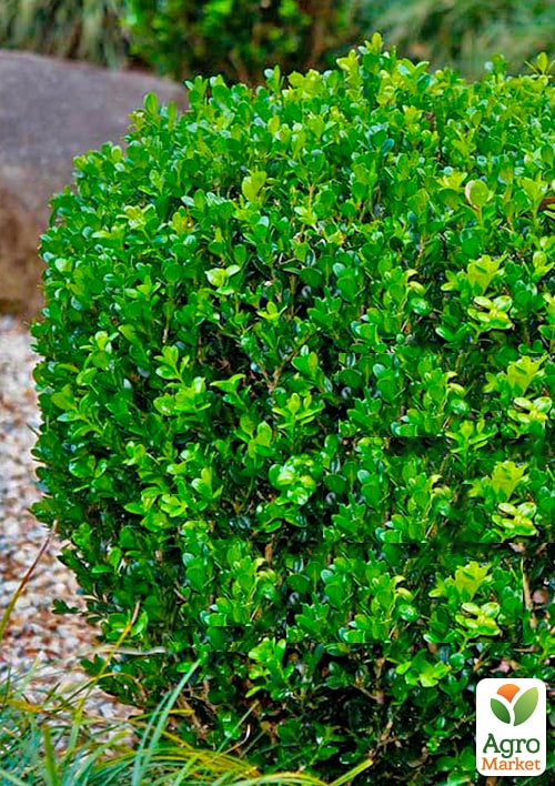 Самшит  вечнозеленый "Суфрутикоза" (Suffruticosa)