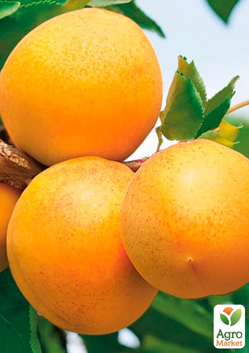 Абрикос "Сюрприз" (летний сорт, средний срок созревания)