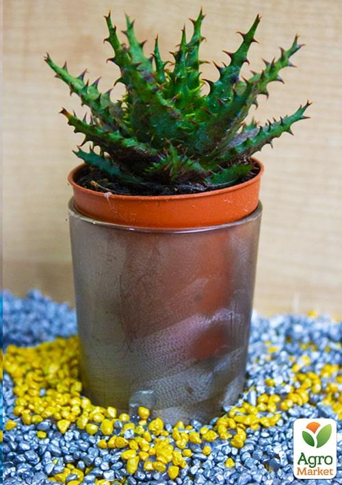 Суккулент "Алое" (Aloe erinacea) (Нідерланди)