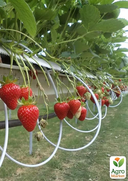 Клубника садовая ремонтантная "Murano" укорененная в контейнере - фото 6