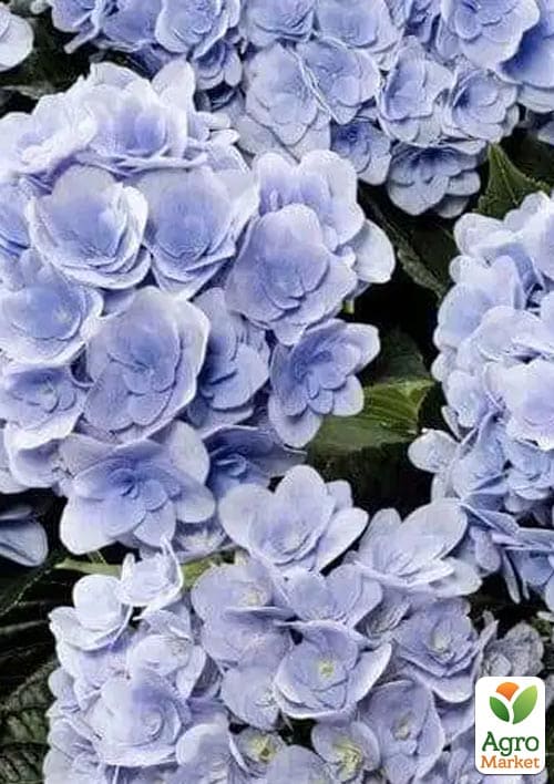 Гортензия крупнолистная "Florentina Blue"  - фото 2