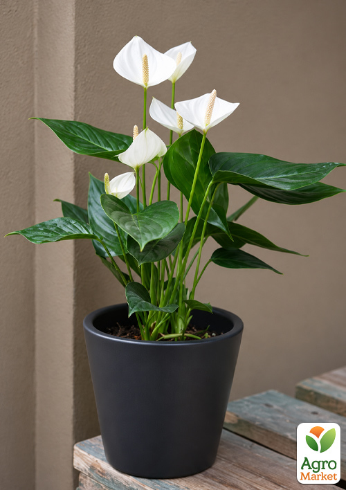 Антуріум (Anthurium) "Cocos" квітучий (висота 30-40см)