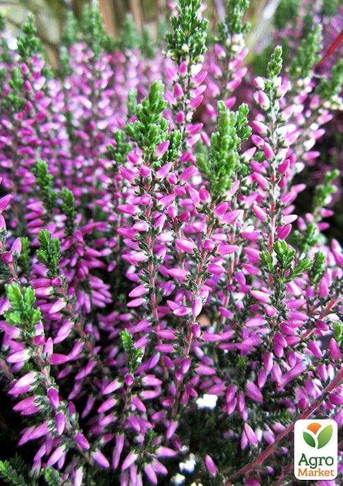 Вереск обыкновенный "Laura" - фото 2